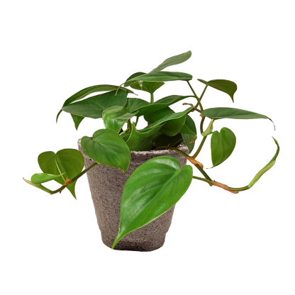 Philodendron Cordatum 'Heartleaf' Live Plant