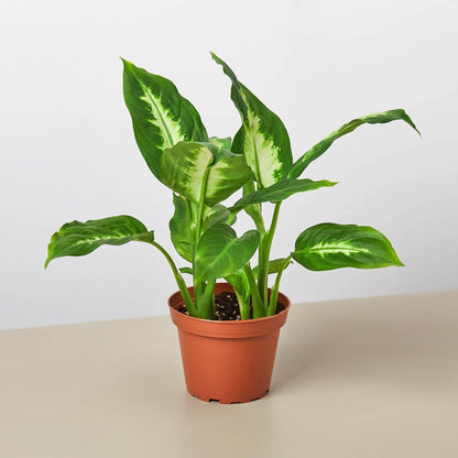 Dieffenbachia 'Camille' Live Plant