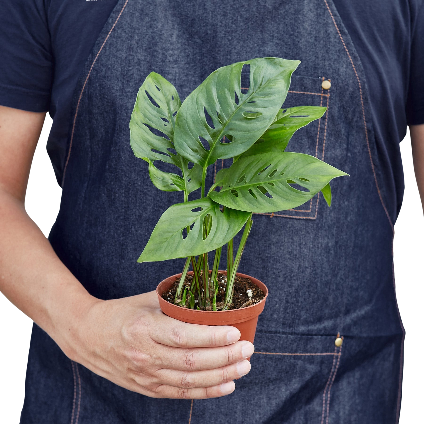 Monstera Adansonii 'Swiss Cheese' Live Plant