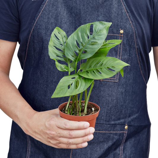Monstera Adansonii 'Swiss Cheese' Live Plant