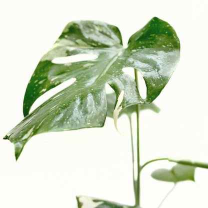 Monstera 'Thai Constellation' – Rare Variegated