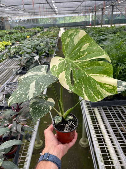 Monstera 'Thai Constellation' – Rare Variegated