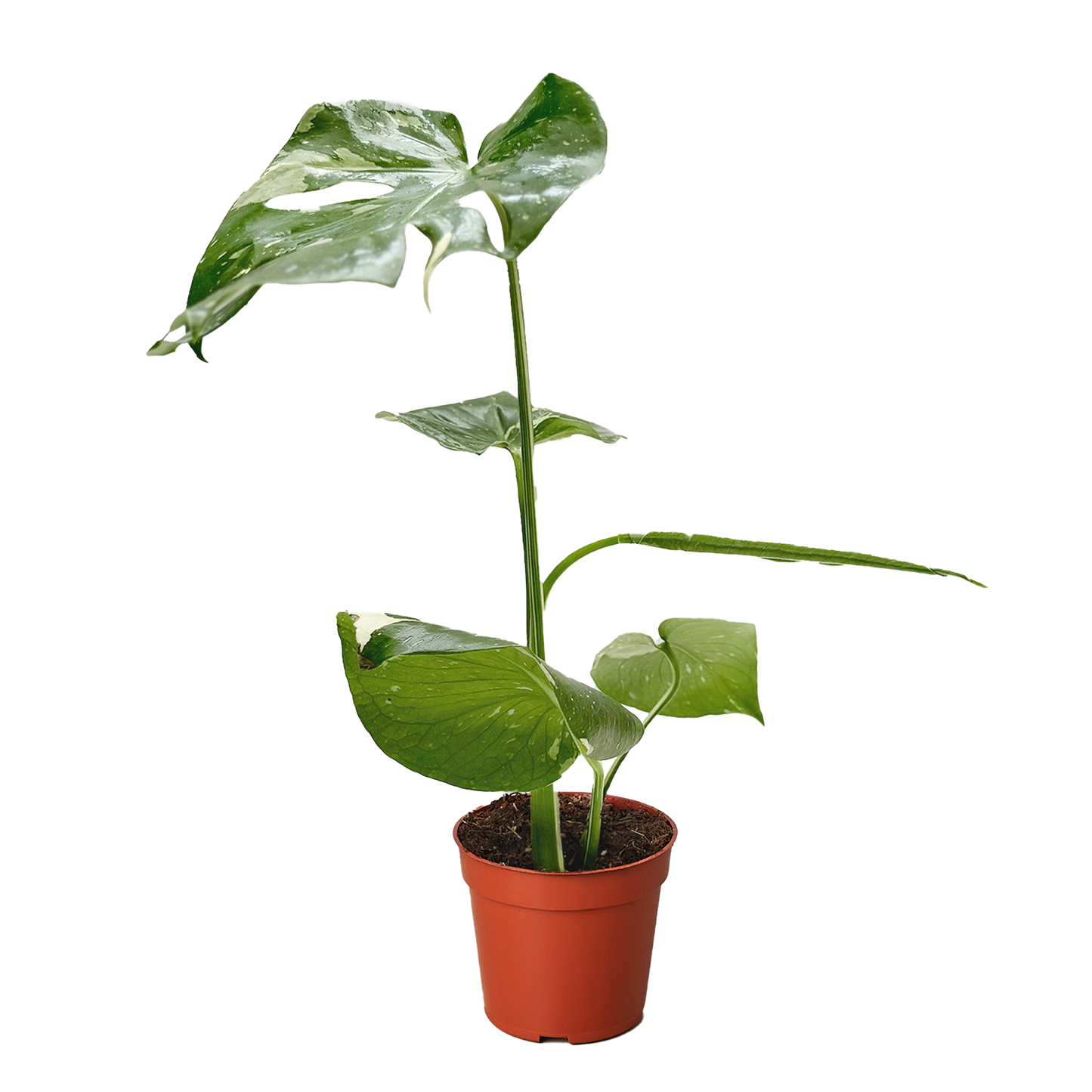 Monstera 'Thai Constellation' – Rare Variegated