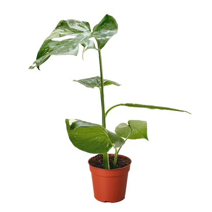 Monstera 'Thai Constellation' – Rare Variegated