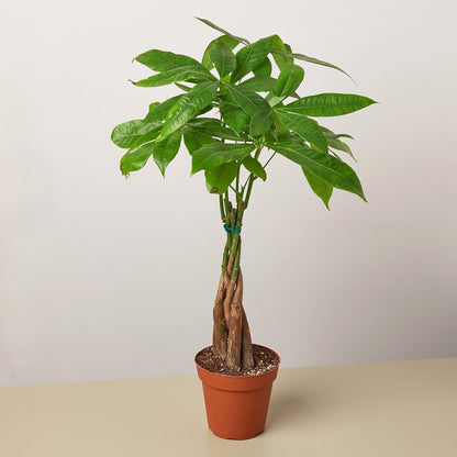 Money Tree 'Braided' Pachira – Live Plant