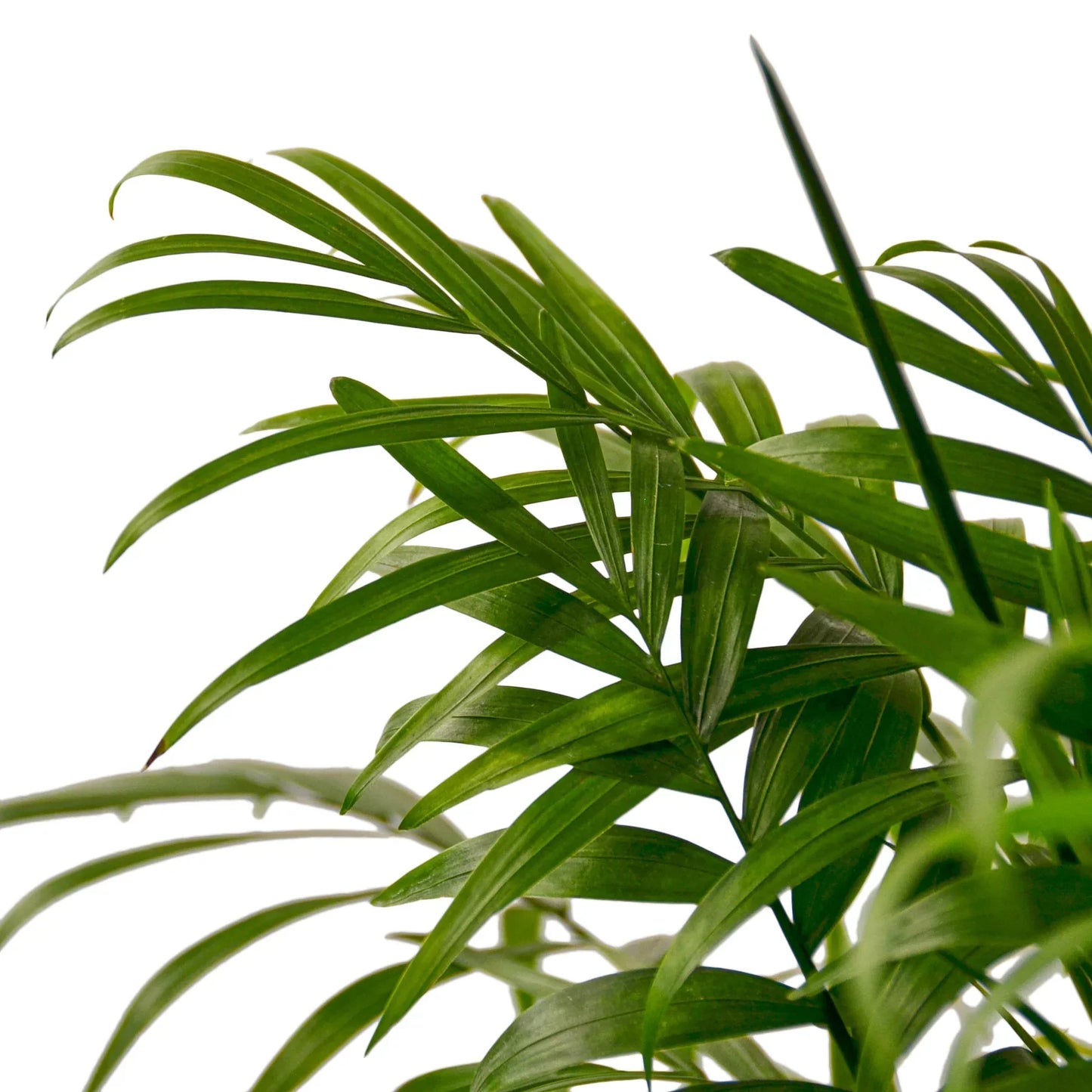 Parlor Palm Live Plant – Pet-Safe