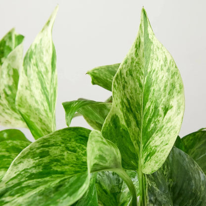 Pothos 'Marble Queen' Live Plant