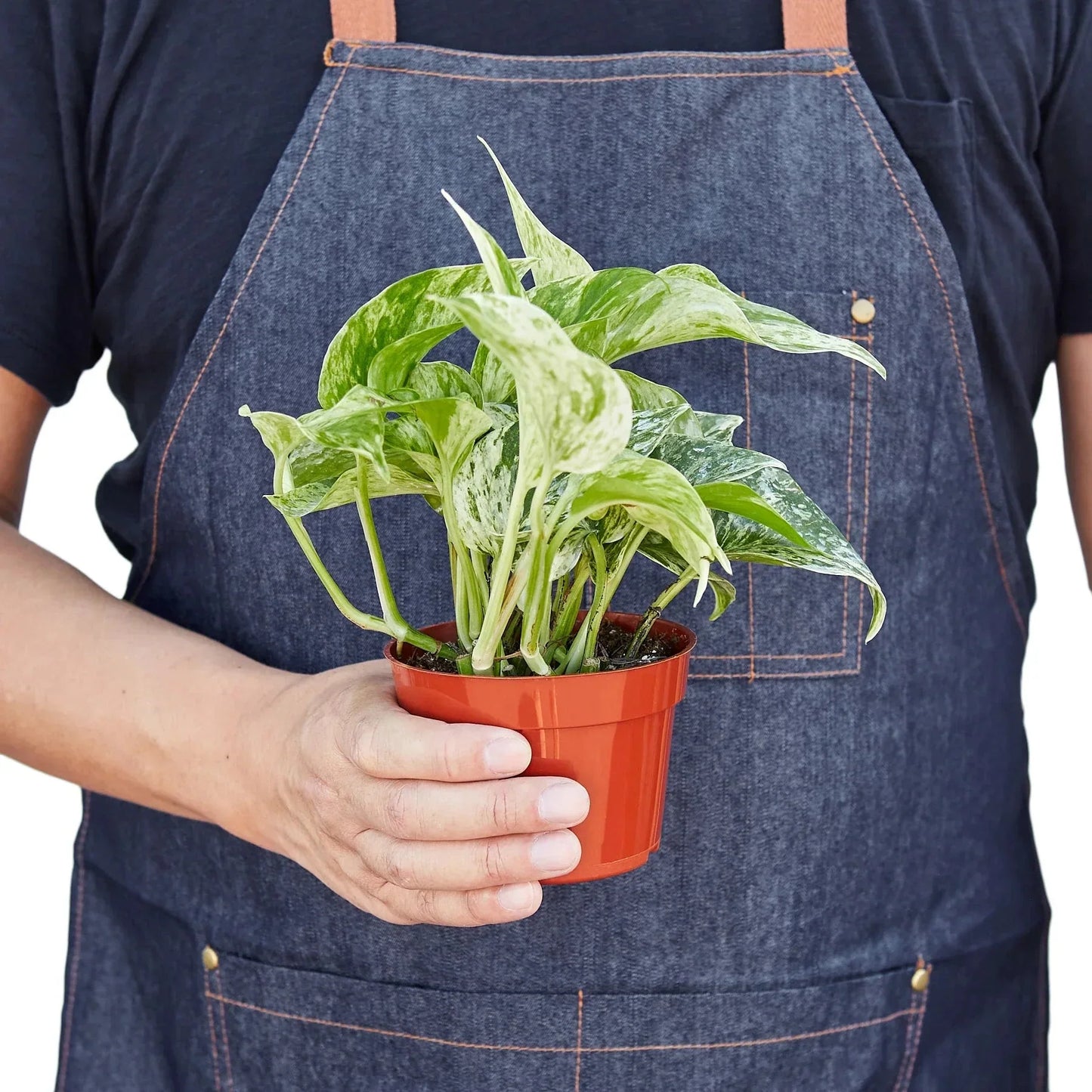 Pothos 'Marble Queen' Live Plant