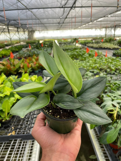Scindapsus 'Moonlight' Live Plant – Satin Pothos