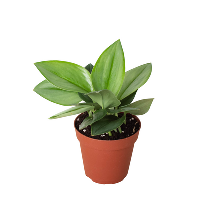 Scindapsus 'Moonlight' Live Plant – Satin Pothos