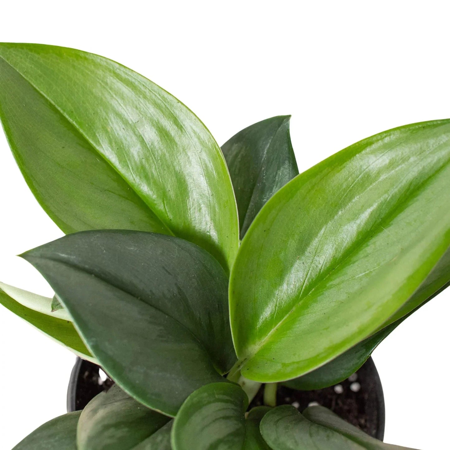Scindapsus 'Moonlight' Live Plant – Satin Pothos