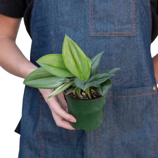 Scindapsus 'Moonlight' Live Plant – Satin Pothos