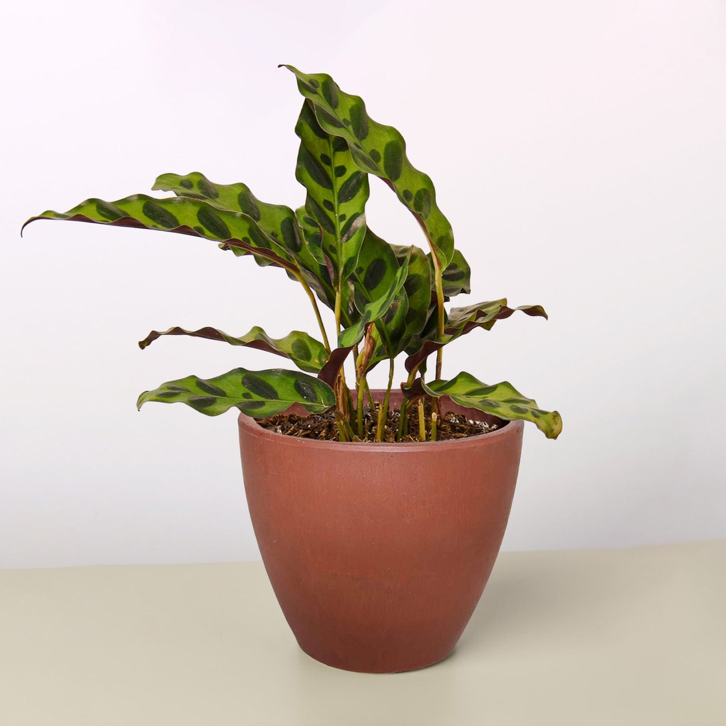 Calathea Lancifolia 'Rattlesnake' Plant