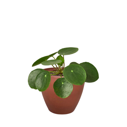 Pilea Peperomioides 'Chinese Money Plant'