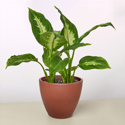 Dieffenbachia 'Camille' Live Plant