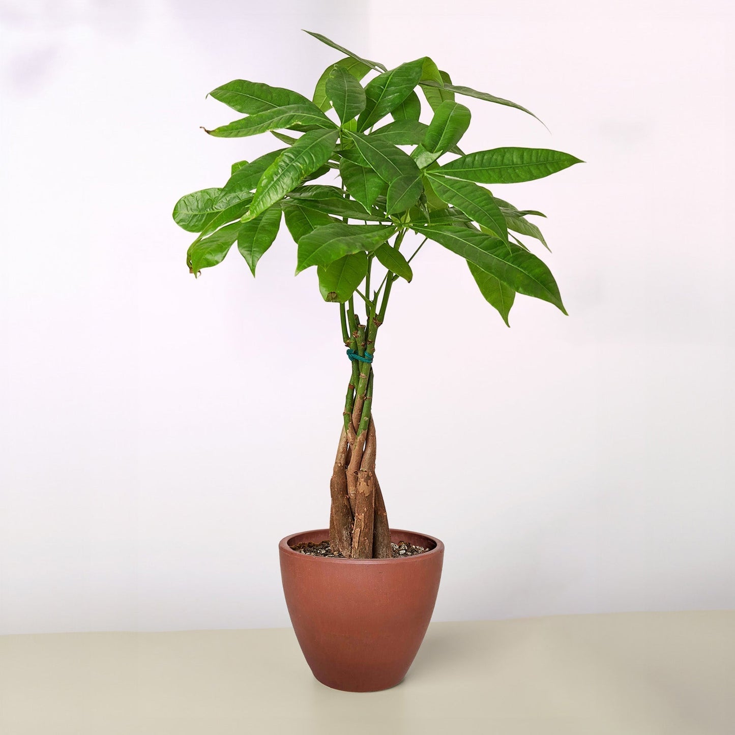 Money Tree 'Braided' Pachira – Live Plant