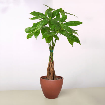 Money Tree 'Braided' Pachira – Live Plant