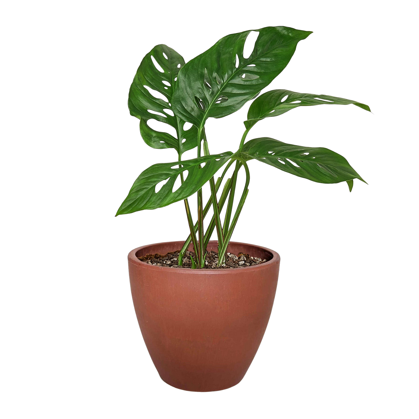 Monstera Adansonii 'Swiss Cheese' Live Plant