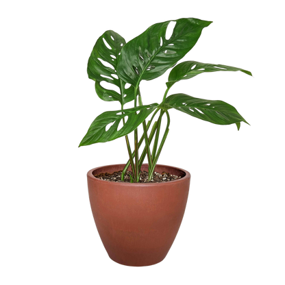 Monstera Adansonii 'Swiss Cheese' Live Plant