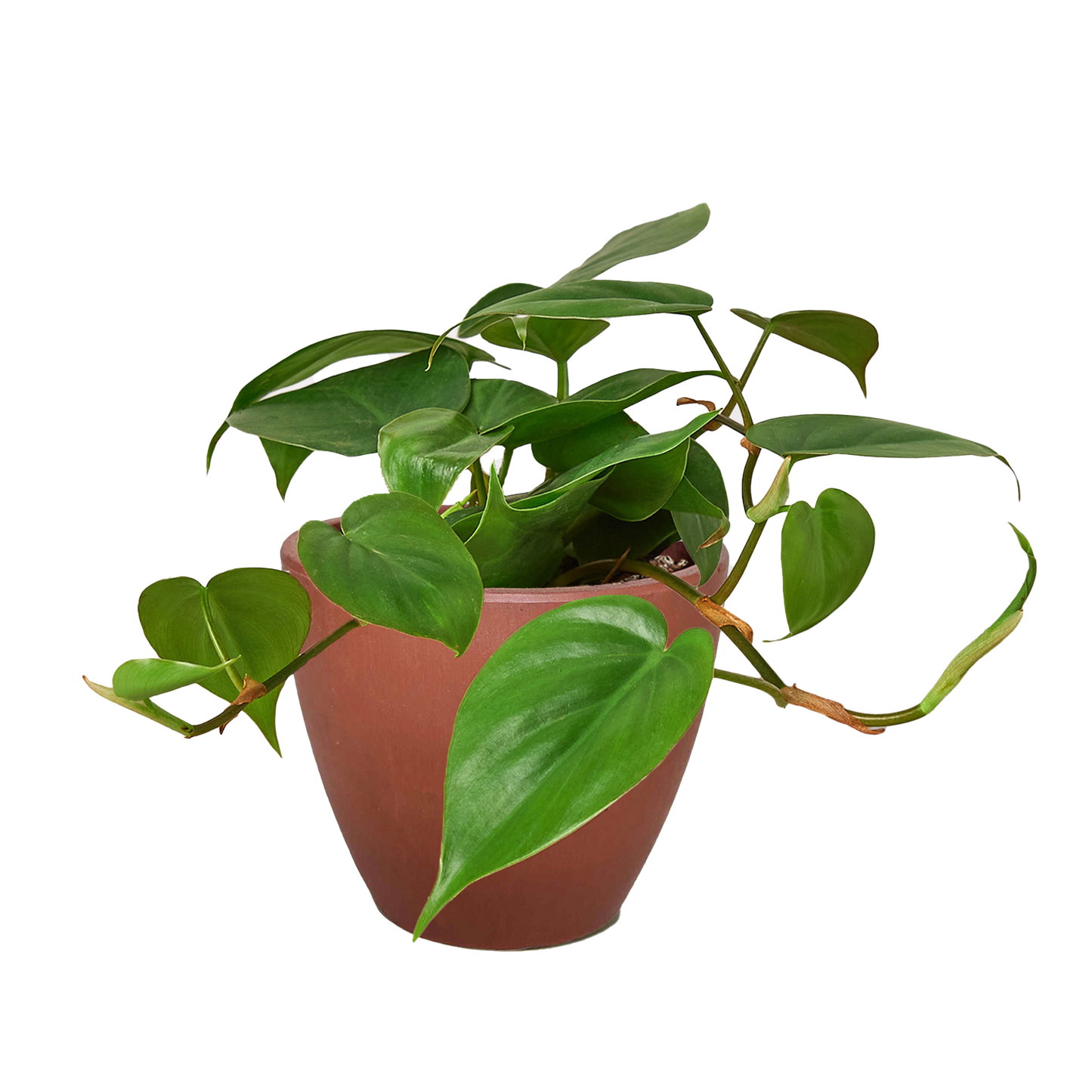 Philodendron Cordatum 'Heartleaf' Live Plant