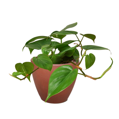 Philodendron Cordatum 'Heartleaf' Live Plant