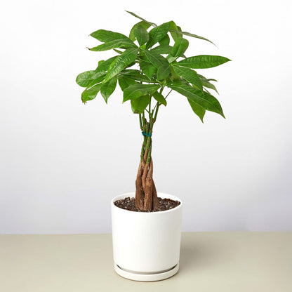 Money Tree 'Braided' Pachira – Live Plant