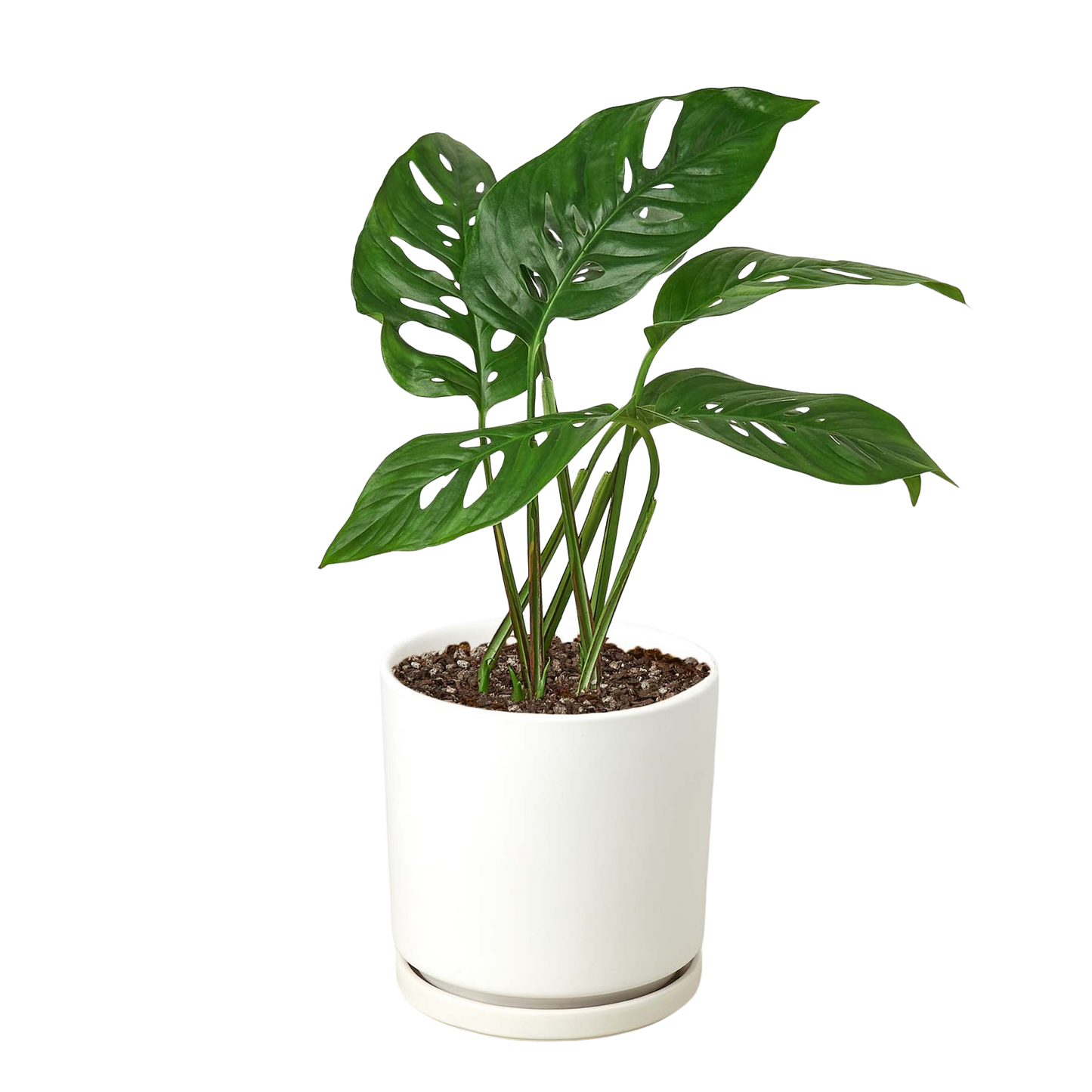 Monstera Adansonii 'Swiss Cheese' Live Plant