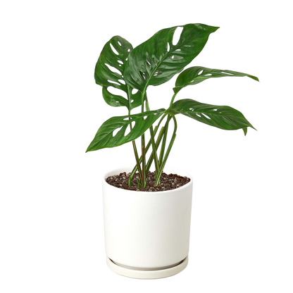 Monstera Adansonii 'Swiss Cheese' Live Plant