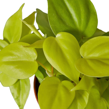 Philodendron 'Neon' Live Plant
