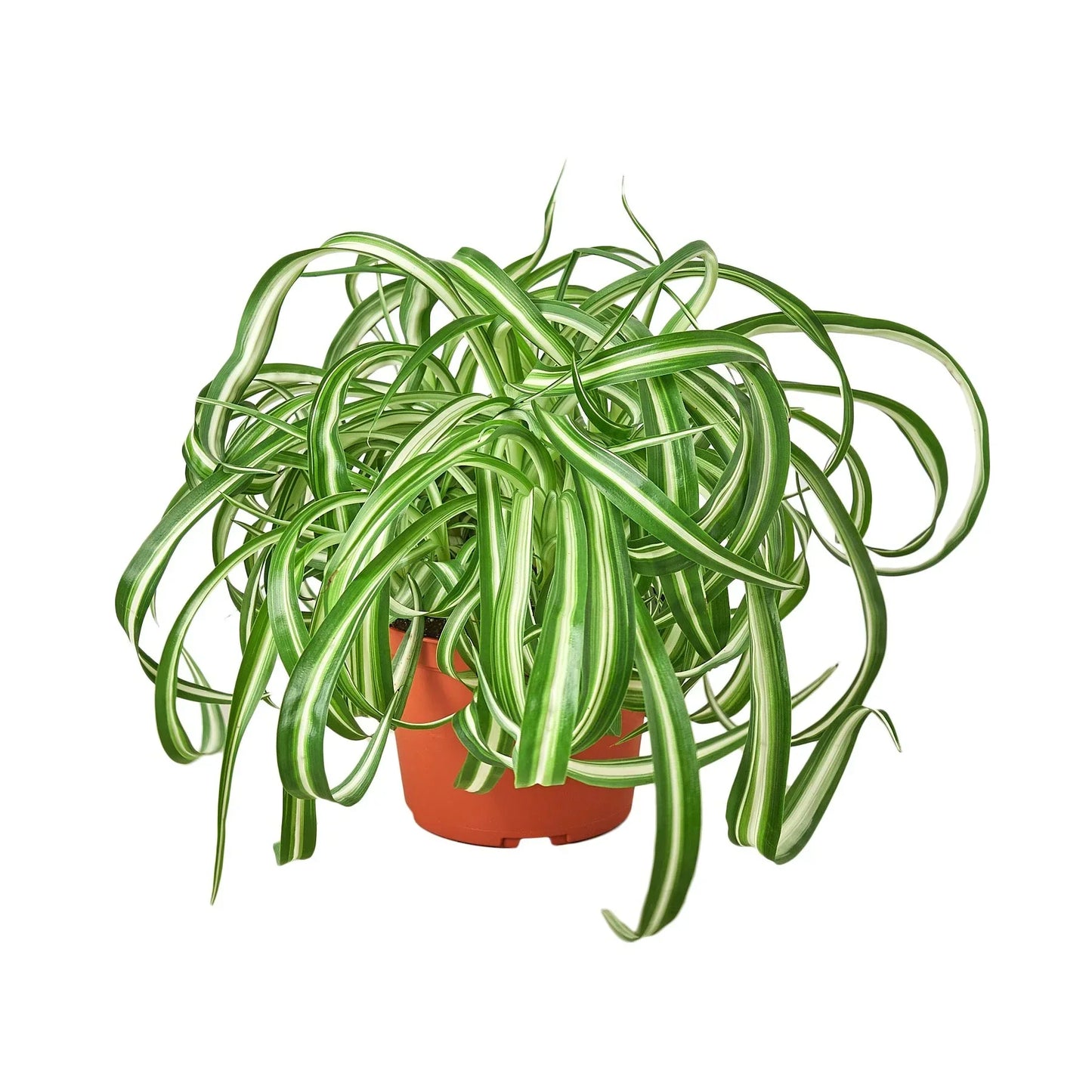 Spider Plant 'Bonnie' – Curly Leaf Houseplant