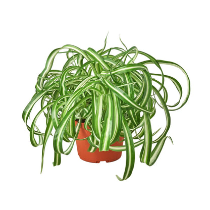 Spider Plant 'Bonnie' – Curly Leaf Houseplant