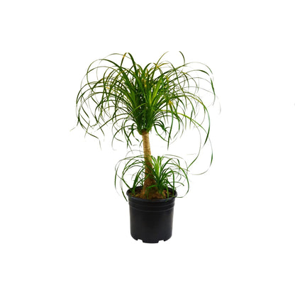 Ponytail Palm (Beaucarnea) Live Plant
