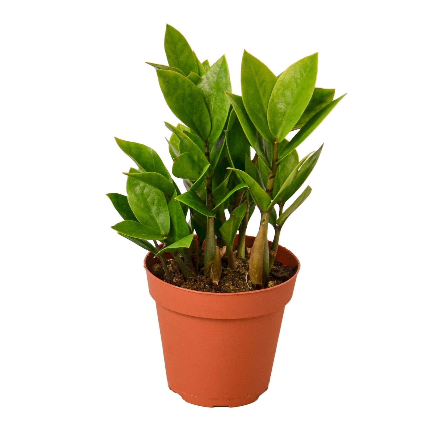 ZZ Plant (Zamioculcas Zamiifolia) Live Plant