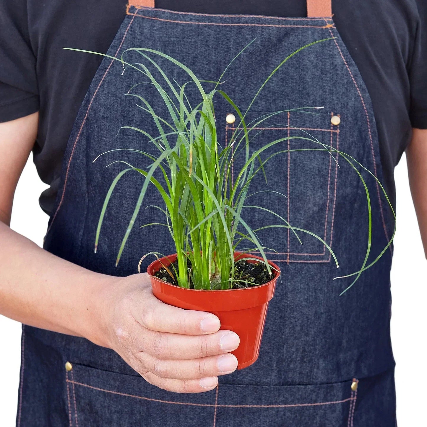 Ponytail Palm (Beaucarnea) Live Plant