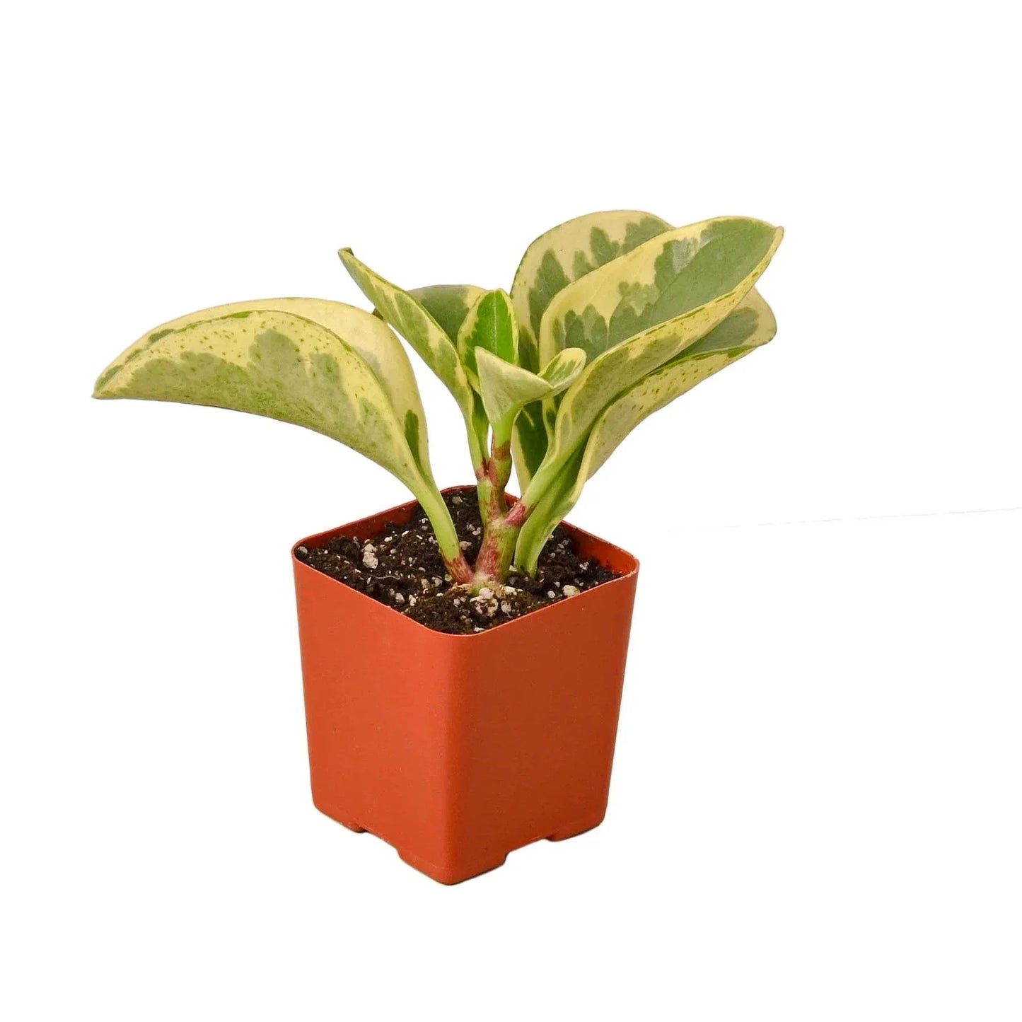 Peperomia 'Marble' Live Plant – Pet-Safe