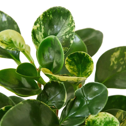 Peperomia 'Marble' Live Plant – Pet-Safe