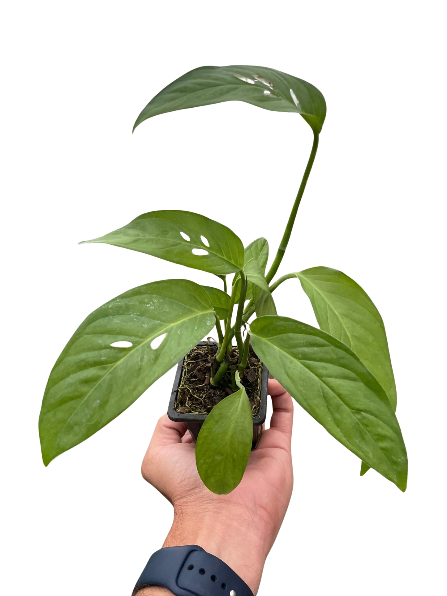 Monstera Adansonii 'Swiss Cheese' Live Plant
