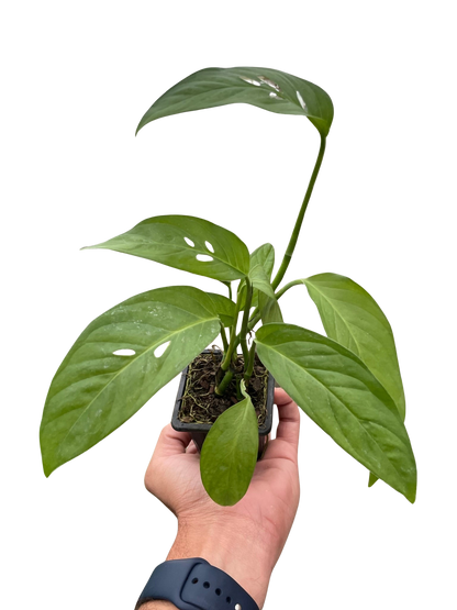 Monstera Adansonii 'Swiss Cheese' Live Plant