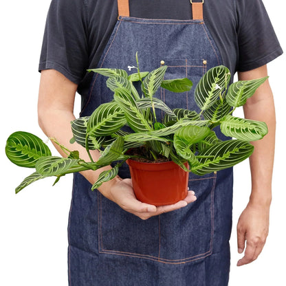 Maranta 'Lemon Lime' Live Plant – Prayer Plant