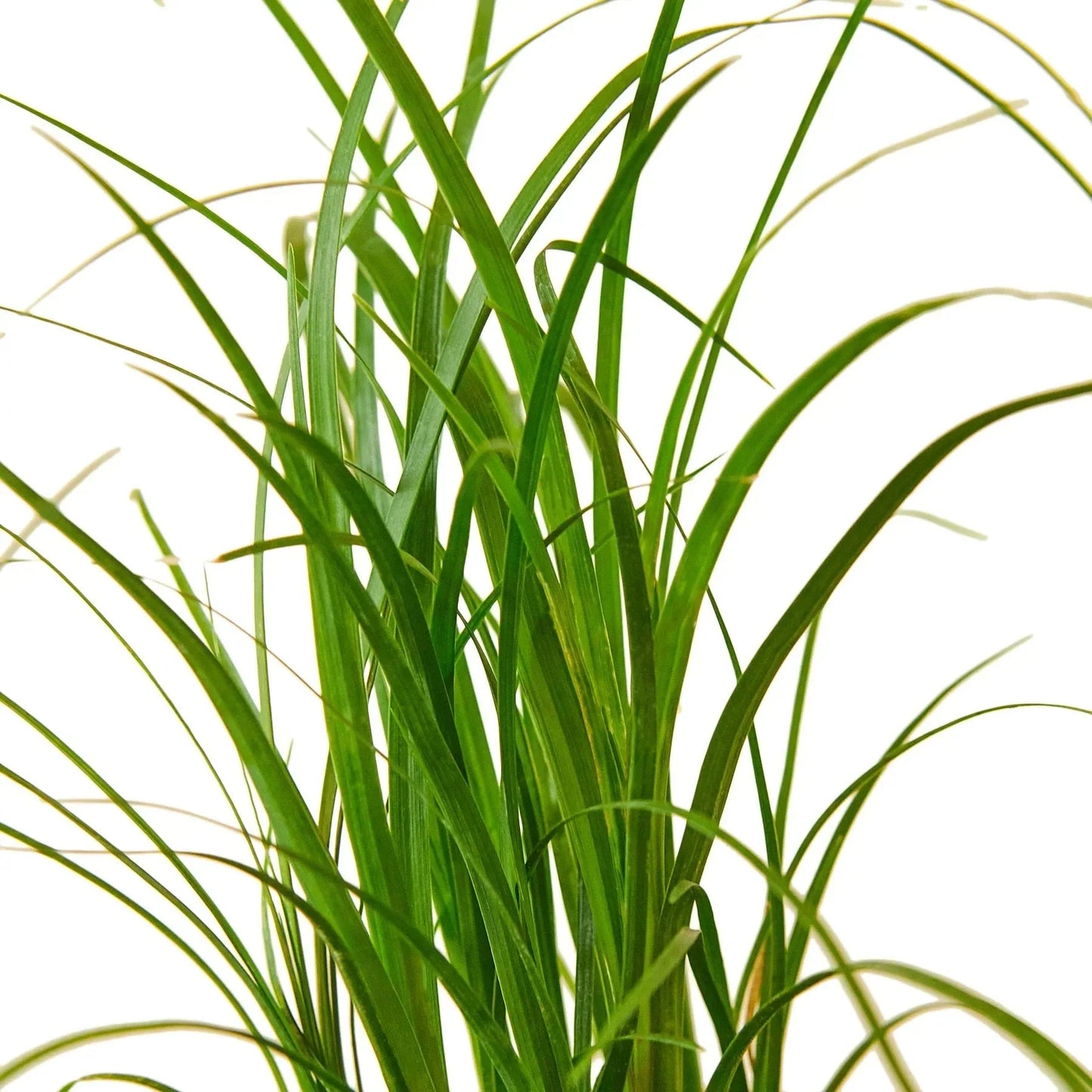 Ponytail Palm (Beaucarnea) Live Plant