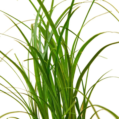 Ponytail Palm (Beaucarnea) Live Plant