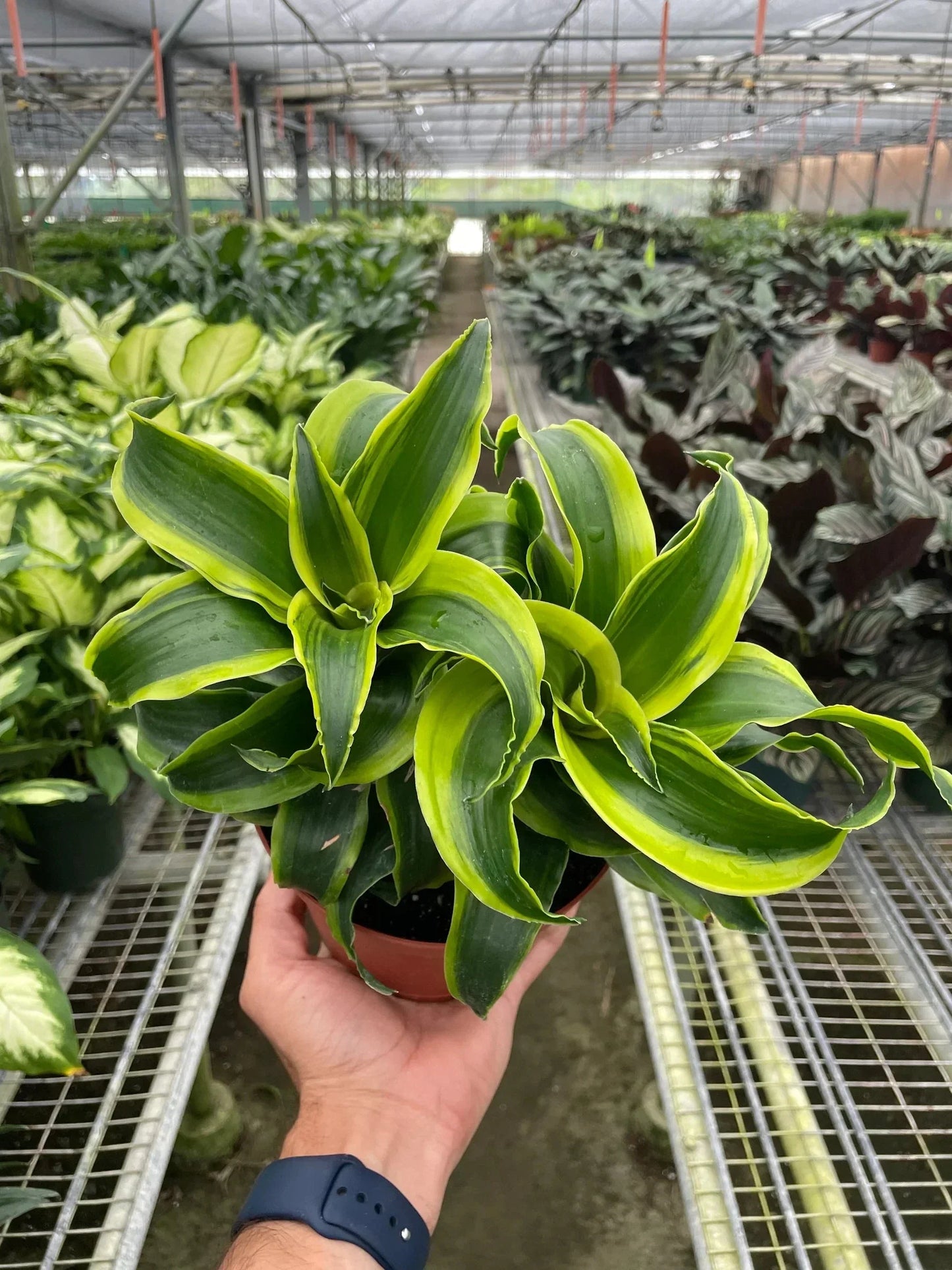 Dracaena 'Tornado' Live Plant – Spiral Twist Houseplant