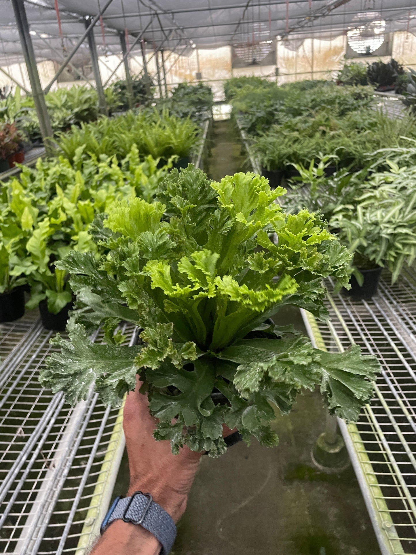 Bird's Nest Fern 'Leslie' Live Plant