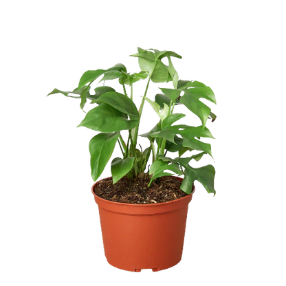Mini Monstera (Rhaphidophora) Live Plant