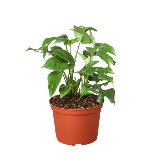 Mini Monstera (Rhaphidophora) Live Plant