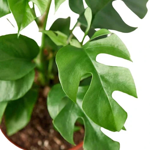 Mini Monstera (Rhaphidophora) Live Plant