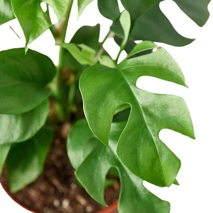 Mini Monstera (Rhaphidophora) Live Plant