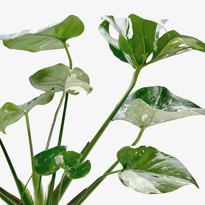 Monstera 'Thai Constellation' – Rare Variegated