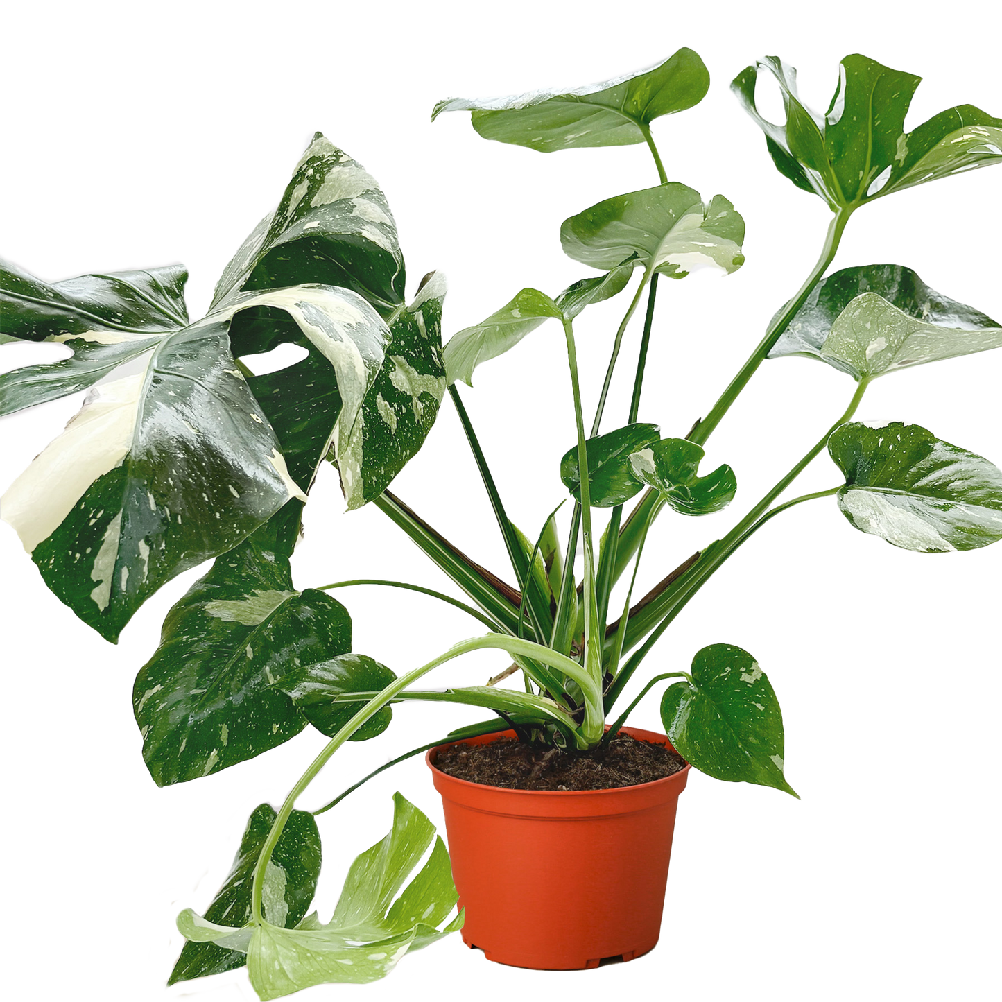 Monstera 'Thai Constellation' – Rare Variegated