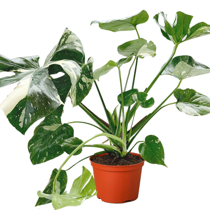 Monstera 'Thai Constellation' – Rare Variegated